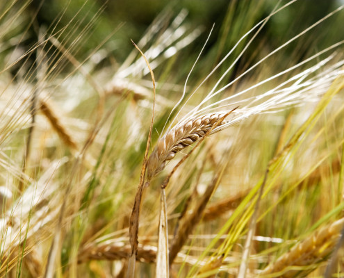 A wheat background with a single head of wheat isolated against a bokeh background